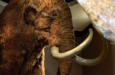 01 Mammut