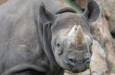 01 Mann in Nashorn Gehege