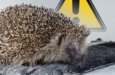 05 Igel Station