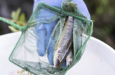 05 chemikalien fische