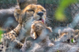 05 gepard nachwuchs