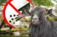 Lange Erle