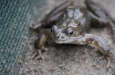 Frosch