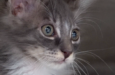 Katze
